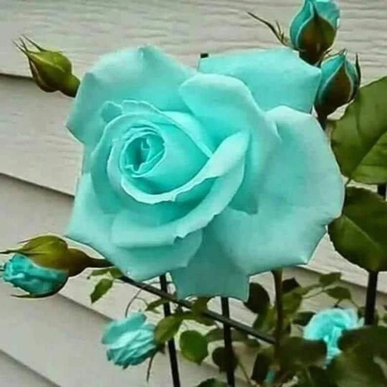 Sea Green flower seeds