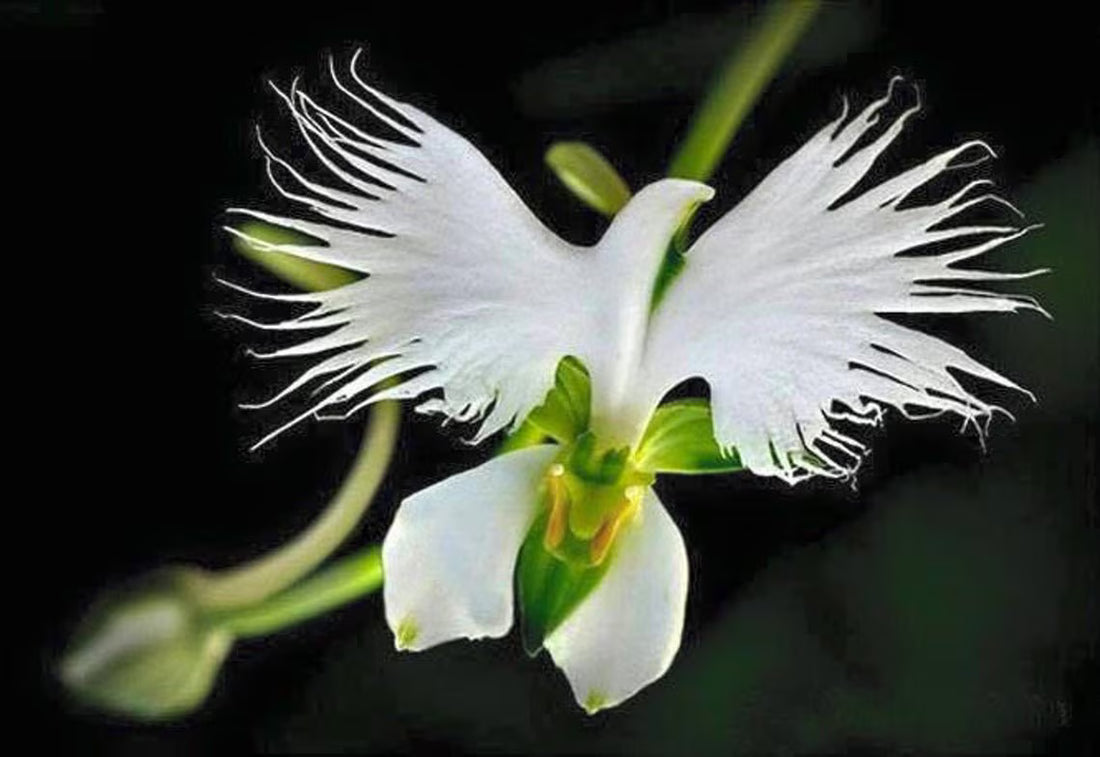 Dove Orchid flower seeds