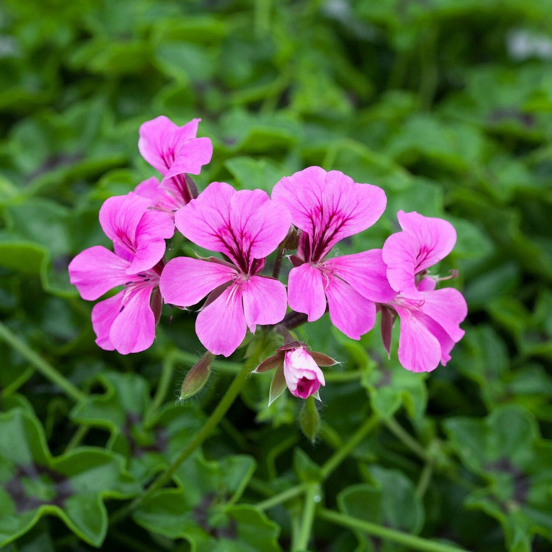 Purple Tornado flower seeds