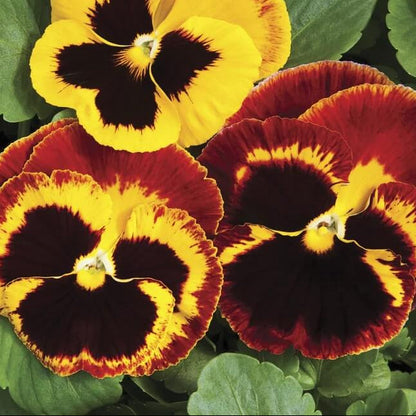 Red Yellow Pansy plant