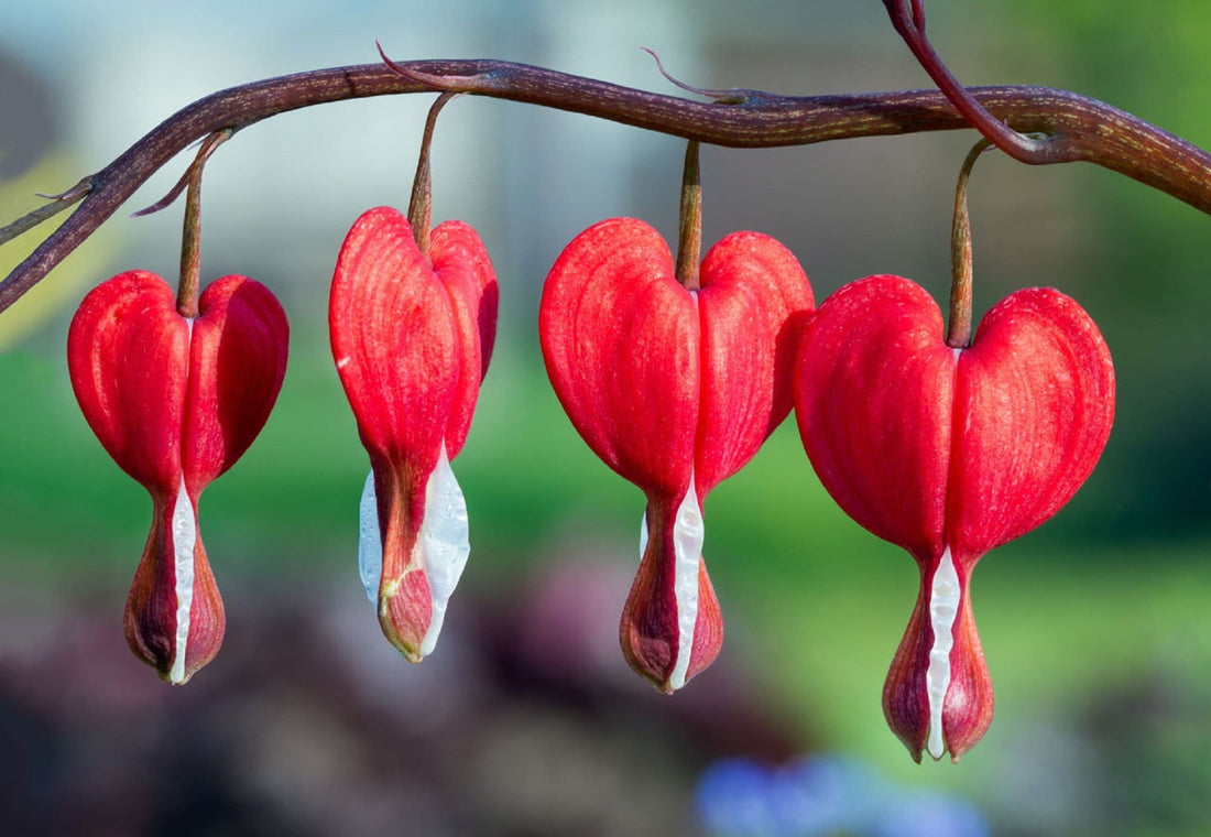 Red Bleeding flower seeds