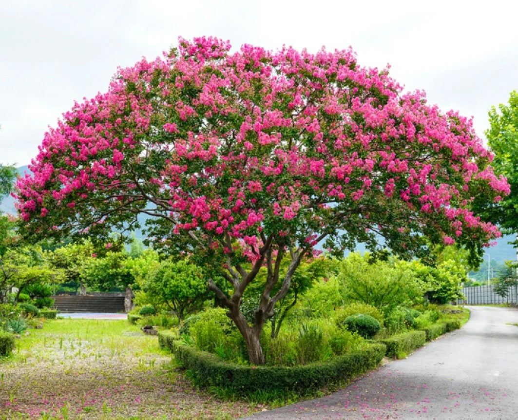 Crepe Myrtle flower seeds