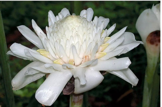 White Etlingera flower seeds