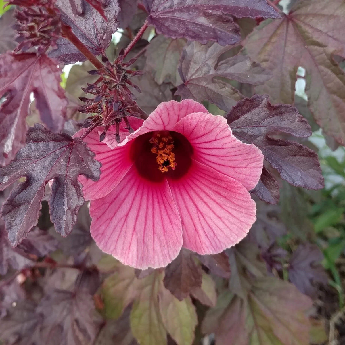 Cranberry Hibiscus plant