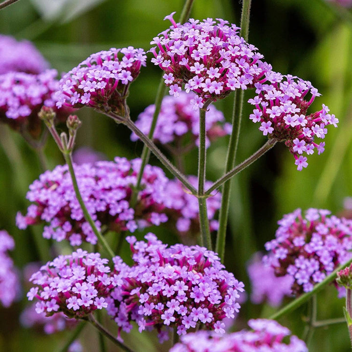 Lavender Vervain flower seeds