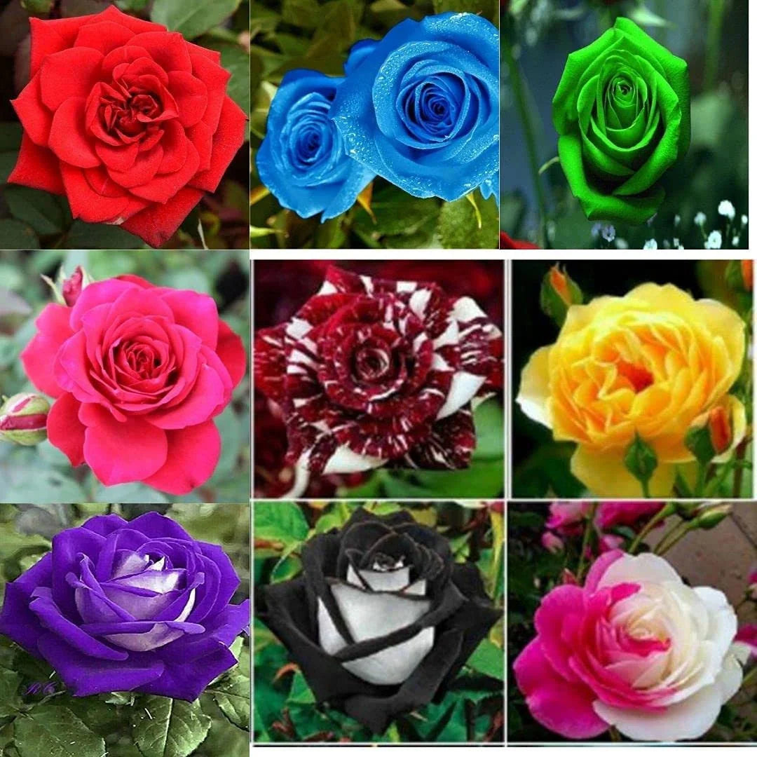 Rose flower seeds