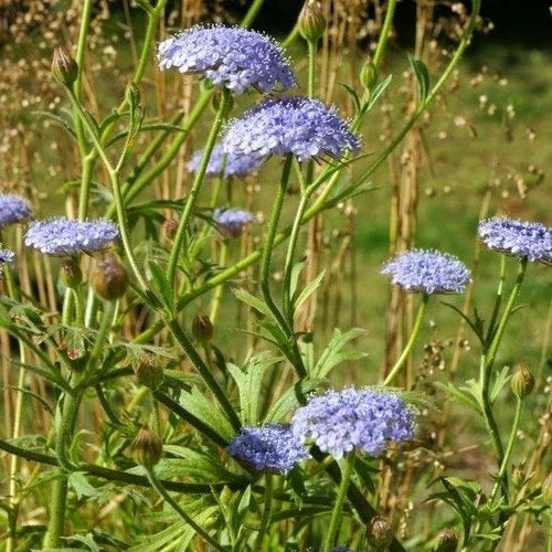 Blue Lace Flower Seeds for Planting – Heirloom Non-GMO Garden Seeds