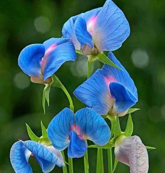 Blue Lathyrus flower seeds