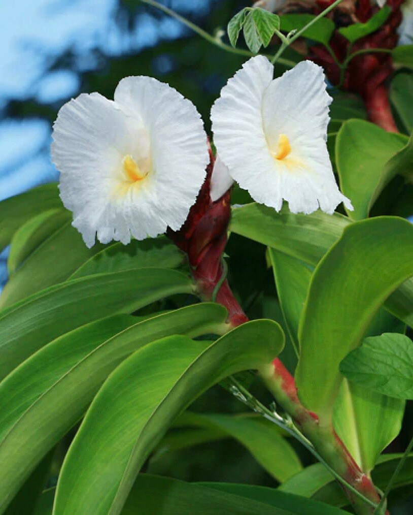 Costus Barbatus flower seeds