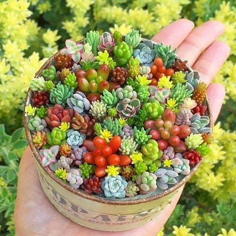 Schoenlandii Cerei flower seeds