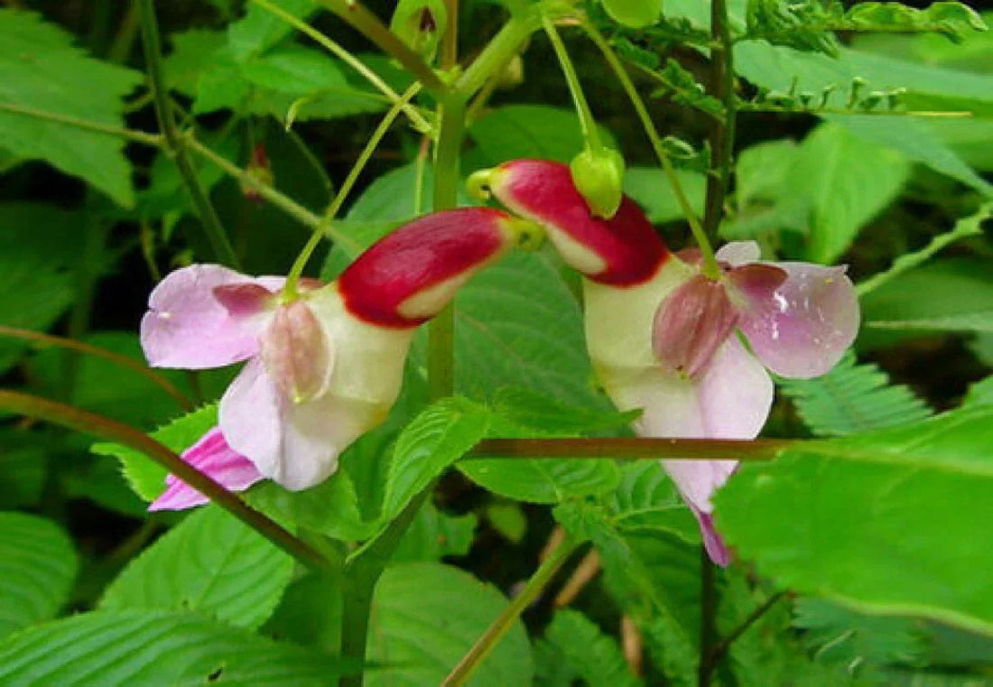Impatiens Psittacina flower seeds