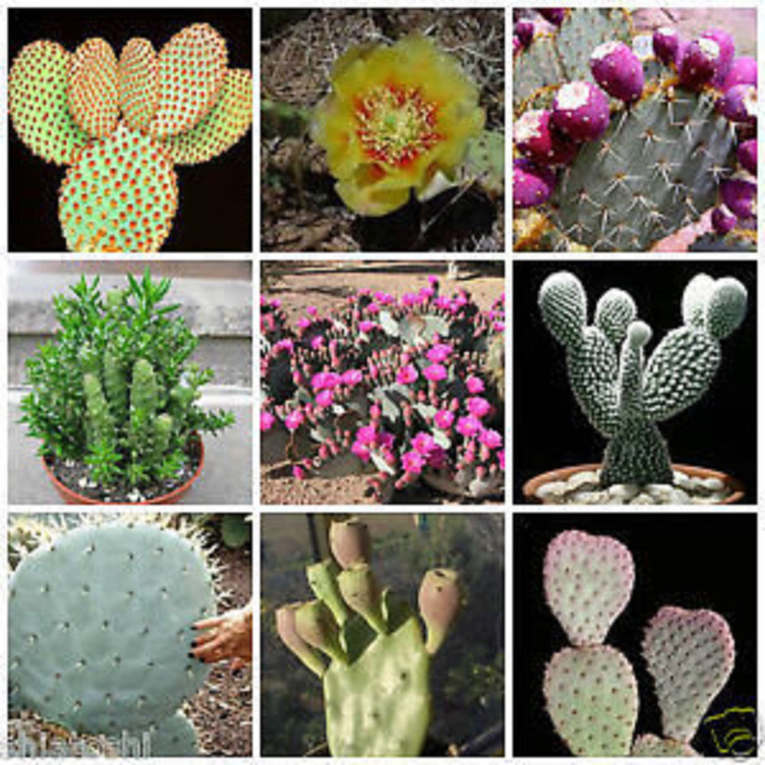 Opuntia flower seeds