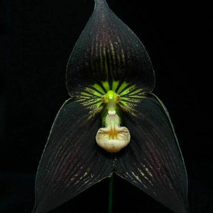 Monkey Face Orchid plant