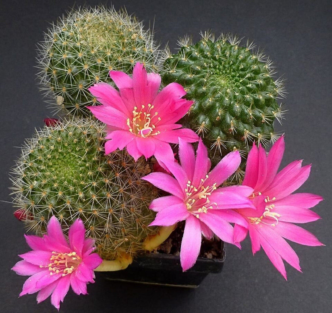 Pink Rebutia flower seeds