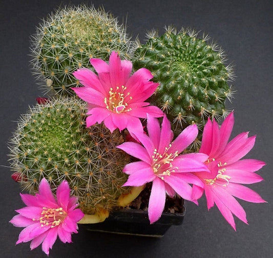 Pink Rebutia flower seeds