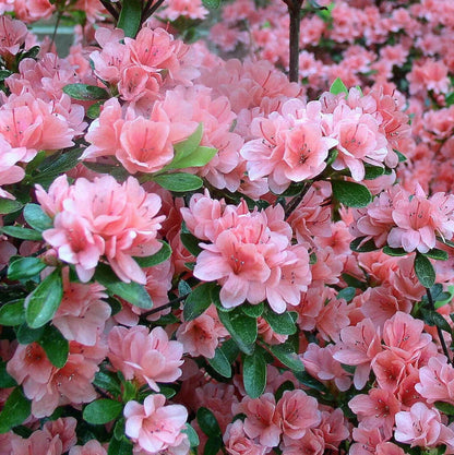 Rhododendron flower seeds