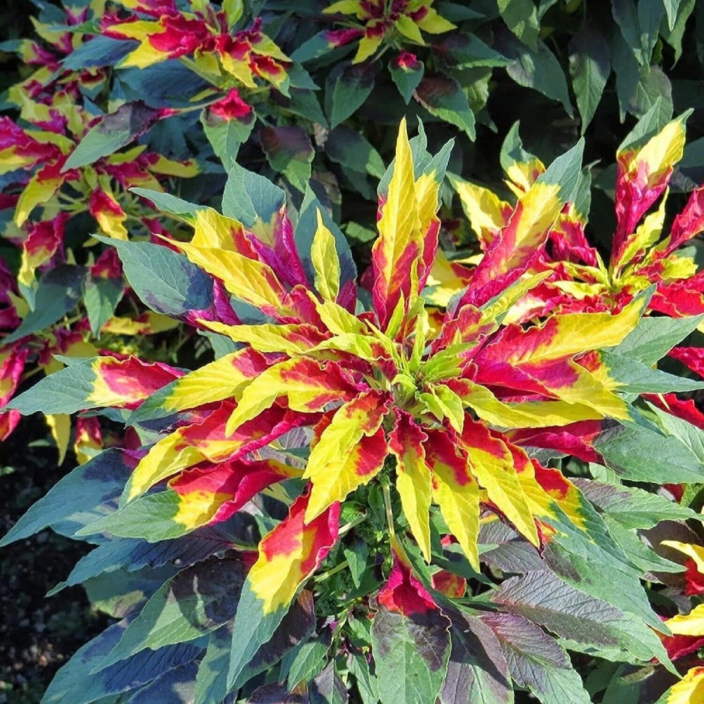 Red Yellow Poinsettia Flower Seeds for Planting – Colorful Holiday Garden Plant