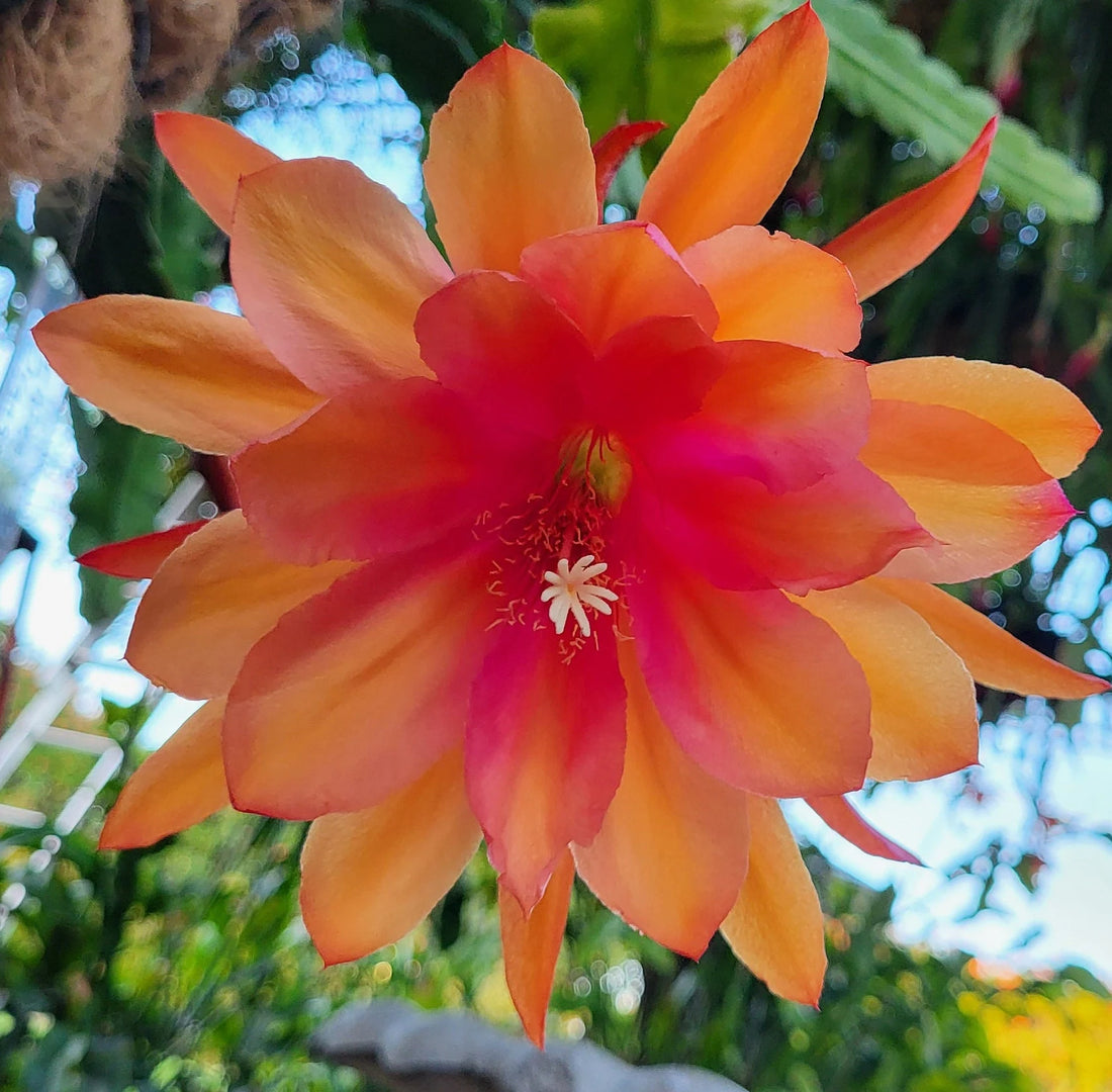Orange Epiphyllum flower seeds