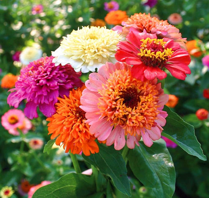 Zinnia Scabiosa flower seeds