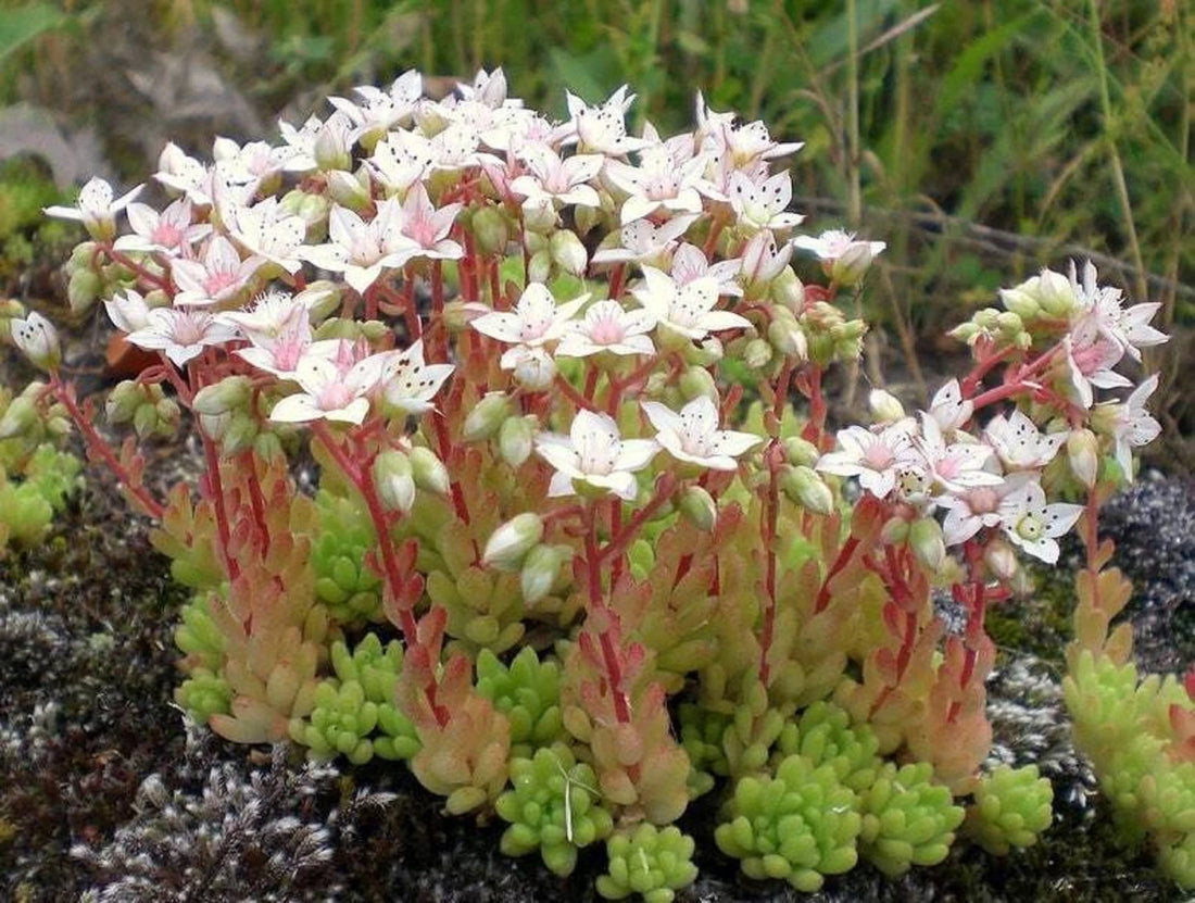 Sedum Album flower seeds