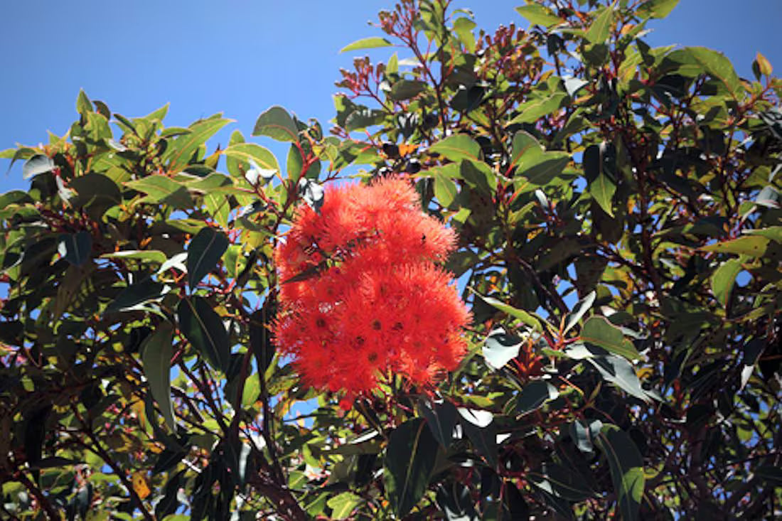 Corymbia Ficifolia flower seeds