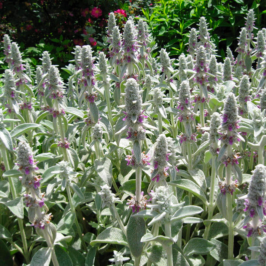 Lamb'S Ear flower seeds