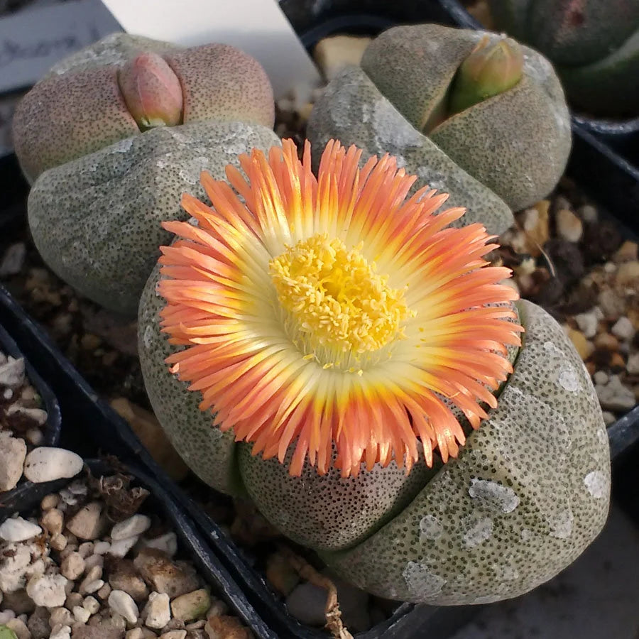 Pleiospilos flower seeds