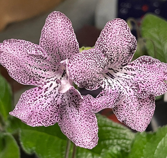 Streptocarpus flower seeds