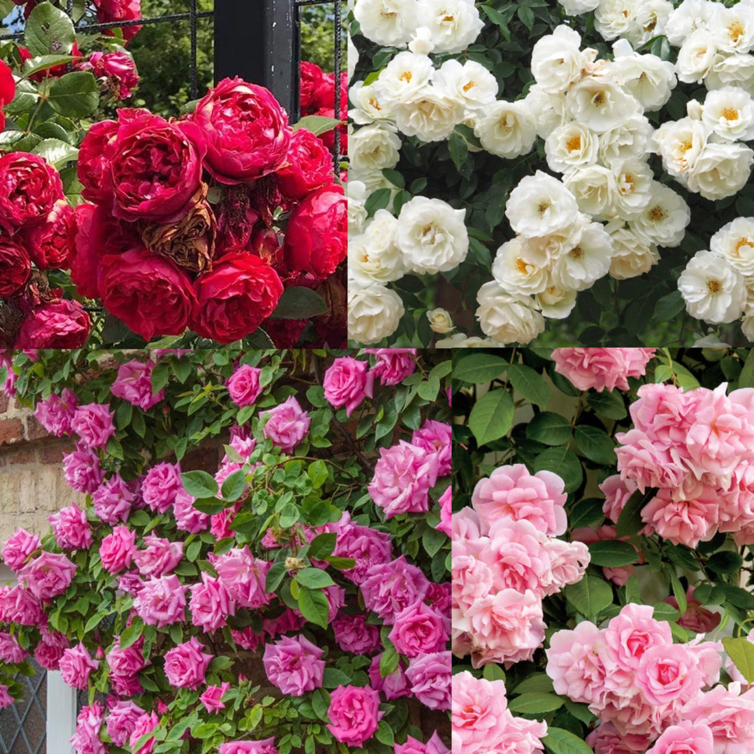 Climbing Rose flower seeds
