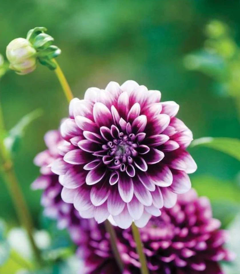 Violet Dahlia flower seeds