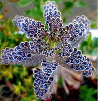 Light Lavender flower seeds