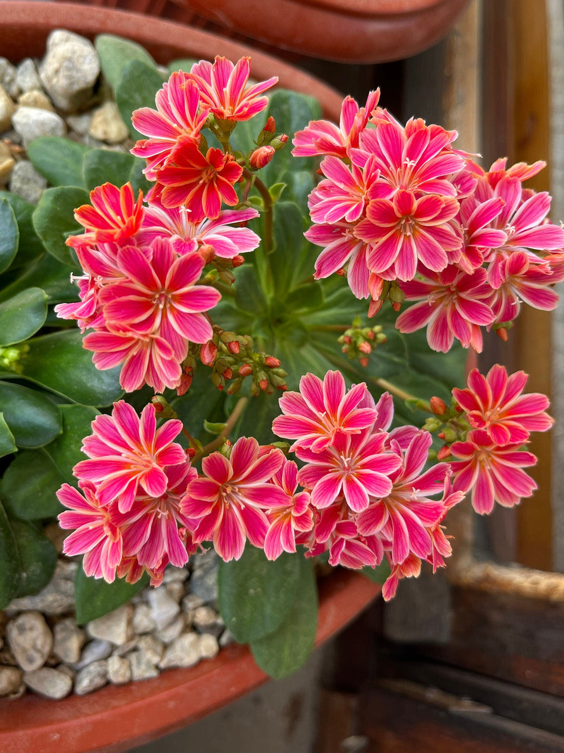 Lewisia Cotyledon flower seeds