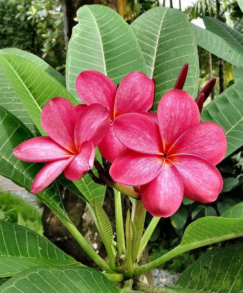 Red Frangipani Flower Seeds for Planting – Heirloom Non-GMO Garden Seeds