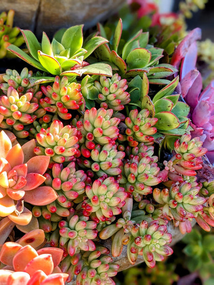 Mixed Color Sedum Succulent Flower Seeds for Planting – Heirloom Non-GMO Garden Seeds