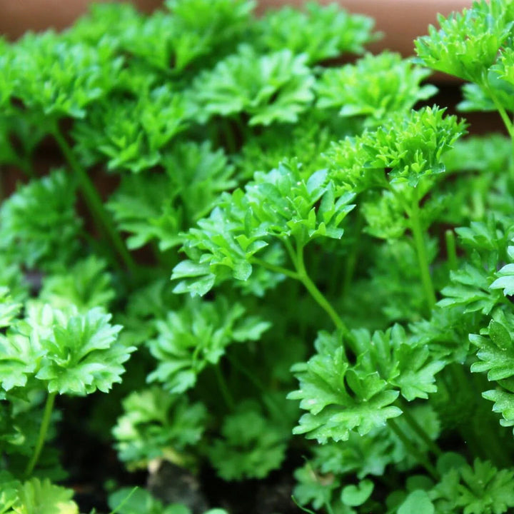 Parsley Seeds