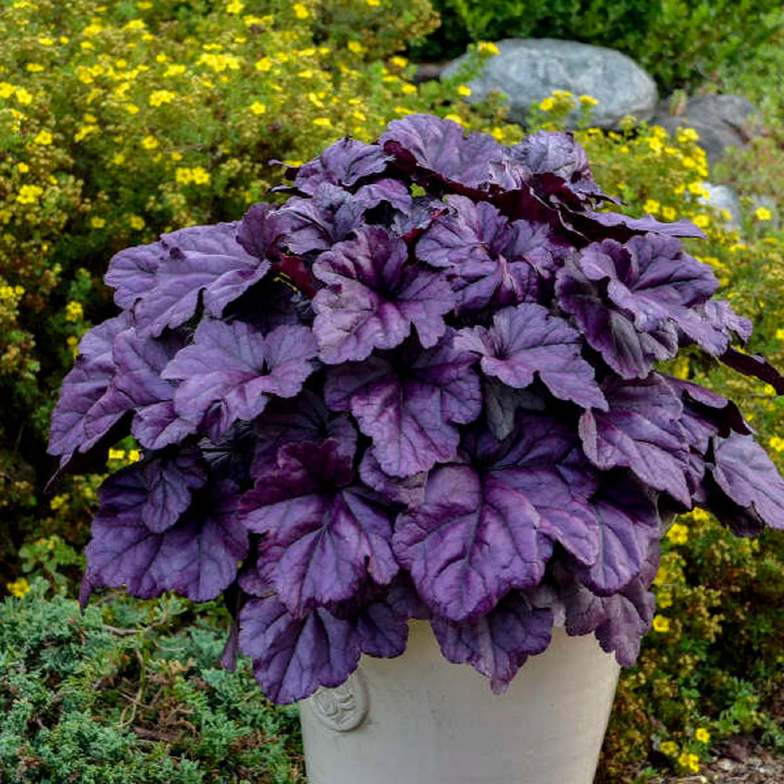 Purple Heuchera flower seeds