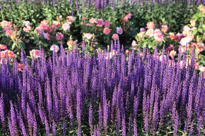 Munstead Lavender Flower Seeds for Planting – Heirloom Non-GMO Garden Seeds