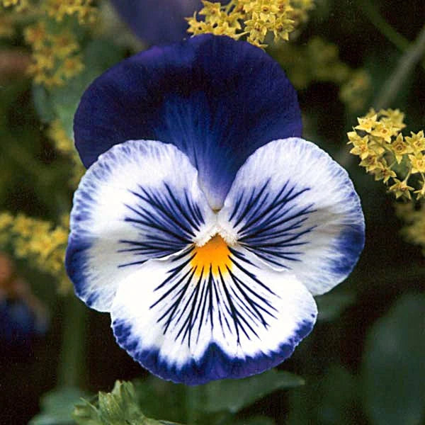 Pansy flower seeds