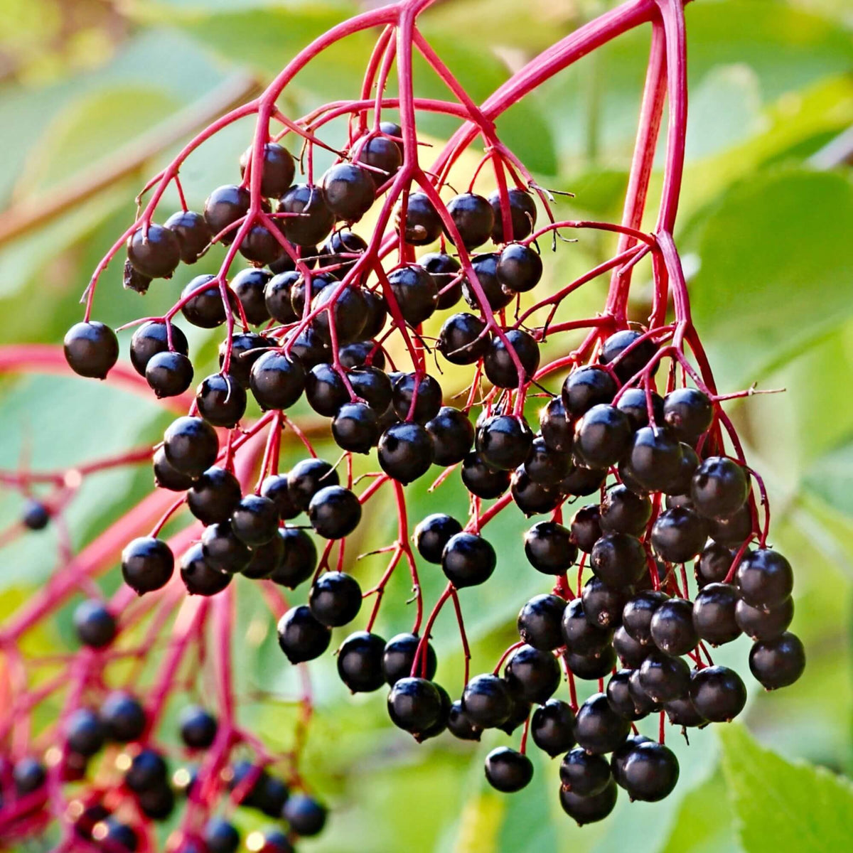 Black Hawthorn plant