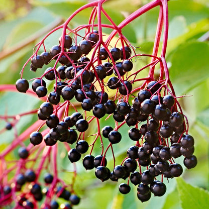 Black Hawthorn plant
