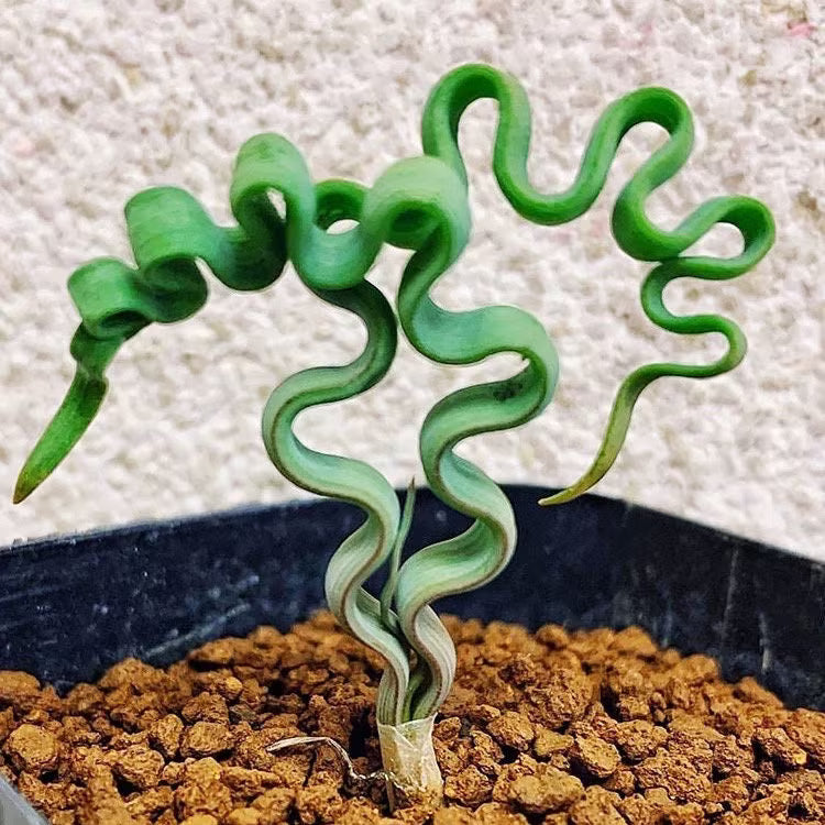 Tortilis Spiral flower seeds