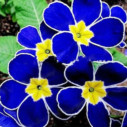 Blue Primrose flower seeds