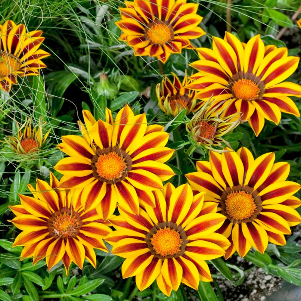 Yellow Red flower seeds