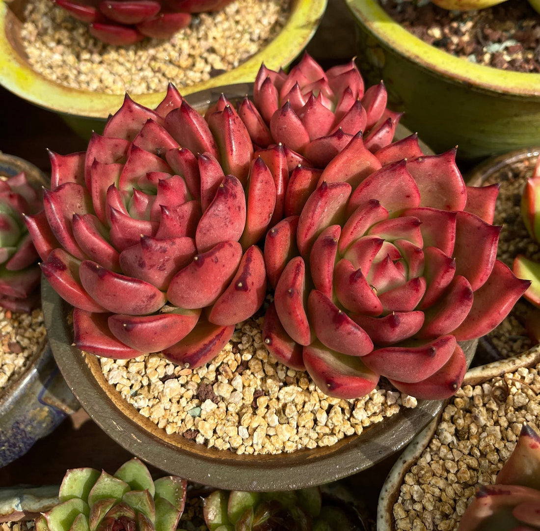 Dark Red flower seeds