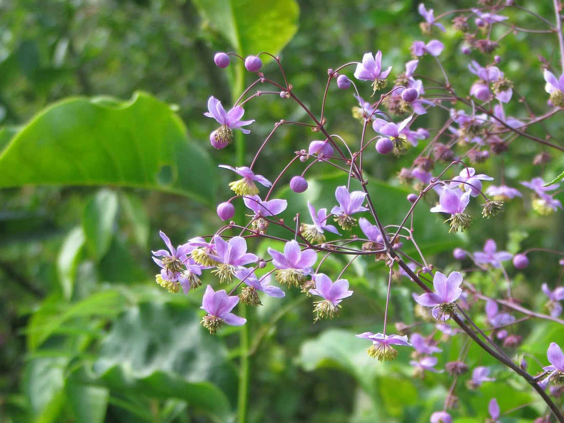 Meadow Rue flower seeds