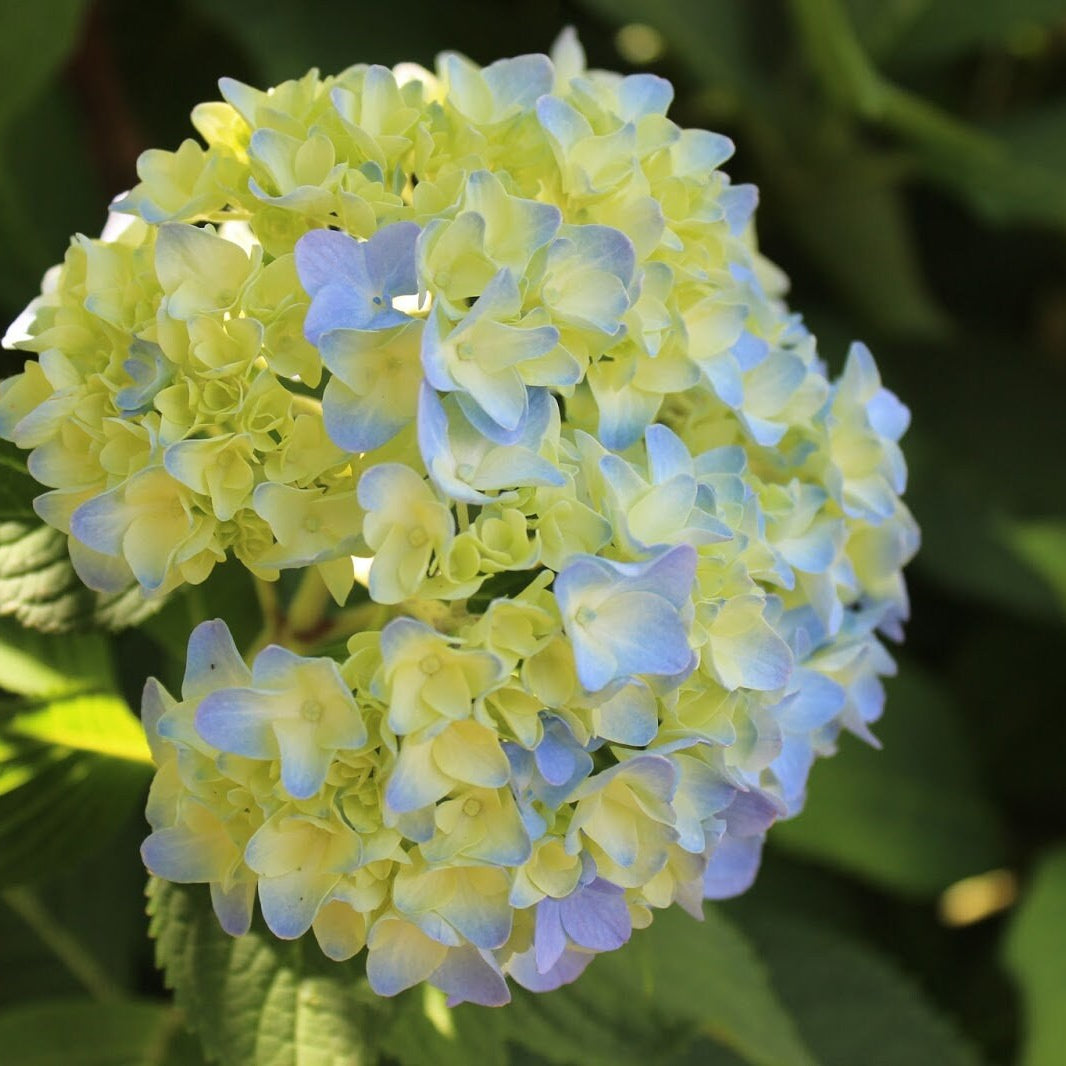 Blue And flower seeds