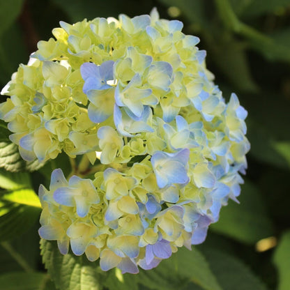 Blue And flower seeds