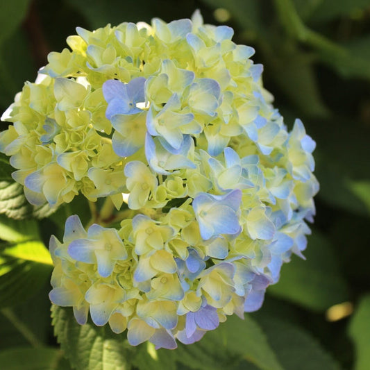 Blue And flower seeds