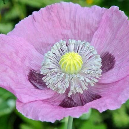 Papaver somniferum Poppy plant