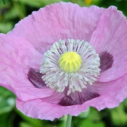 Papaver somniferum Poppy plant
